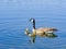 Close up of Canada goose and its child