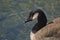 Close up of a Canada Goose\'s head