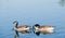 Close up of Canada gooses in the river.