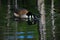 Close up of Canadian Goose Drinking on Lake