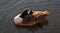 Close up of a Canadian goose pretending to be a sleep while floating on the river