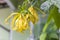 Close up of Cananga odorata flower with the leaf after rainning