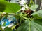 A close up of Cananga odorata, ylang-ylang, perfume tree or Cananga tree flower