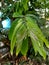Close up of cananga tree plant