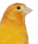 Close-up of Canary, Serinus canaria domestica, 2