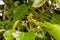 Close up of Candlenut tree (Aleurites moluccana) flowers and green leaves