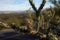Close-up Cane Cholla with Desert Landscape