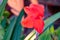 A close-up of a canna flower, its red petals vibrant