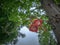 Close up cannonball tree flower