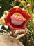 Close-up of a cannonball tree flower couroupita guianensis, an exuberant flower, with buds.