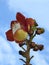 Close-up of a cannonball tree flower couroupita guianensis, an exuberant flower, with buds.