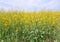 Close up of canola plants in bloom.