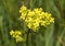 Close-up of canola or rapeseed blossom Brassica napus