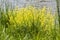 Close-up of canola or rapeseed blossom Brassica napus