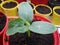 Close up of a cantaloupe melon seedling