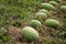 Close-up Cantaloupe melons growing in a greenhouse country farm