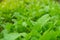 Close-up of Cantonese green lettuce in garden. Agriculture organic in asia