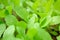 Close-up of Cantonese green lettuce in garden. Agriculture organic in asia