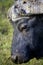 A close up of a Cape Buffalo\'s face