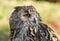 Close-up of a Cape Eagle Owl