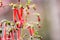 Close up of Cape fuchsia Phygelius capensis flowers