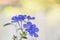 Close up of Cape leadwort on bokeh background