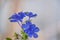 Close up of Cape leadwort on bokeh background