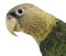 Close-up of Cape Parrot, Poicephalus robustus, 1 year old