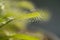 Close up of a Cape sundew Drosera capensis plant