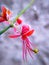 Close up of capparis decidua flowering plant