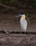 Close-up of the Capped Heron