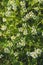 Close up of Capsella bursa-pastoris blooming in spring field. Summer Spring nature background.