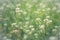 Close up of Capsella bursa-pastoris blooming in spring field. Summer Spring nature background.