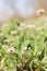 Close up of Capsella bursa-pastoris, known by its common name Shepherd`s-purse .