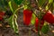 Close up of Capsicum plant