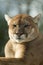 Close-up of captive cougar / puma / mountain lion