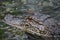 Close Up Capture of an Alligator in the Swamps of the Bayou