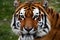 Close up captures tigers majestic face, highlighting wild beauty