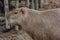 Close up of a capybara