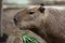 Close up of a capybara