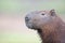 Close up of a Capybara against clear background