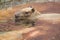 Close up of a Capybara (Hydrochoerus hydrochaeris)