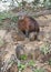 Close up of Capybara mother with five babies