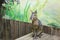 Close up of a capybara, One capybara looks curiously at a group of capybaras eating in a basin.