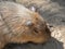 Close up Capybara is Sunbathing on The Ground