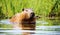 Close up of a capybara in water