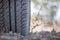 Close up of car tyre in the desert, safari