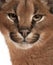 Close-up of Caracal, Caracal caracal, 6 months old