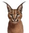 Close-up of Caracal, Caracal caracal, 6 months old