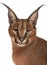 Close-up of Caracal, Caracal caracal, 6 months old